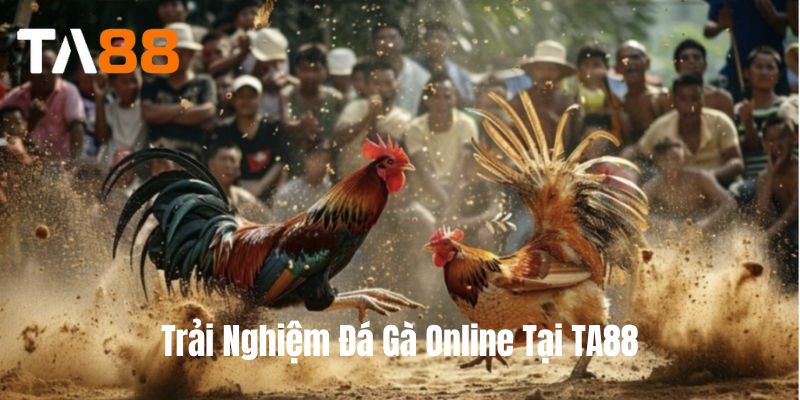 Trải Nghiệm Đá Gà Online Tại TA88