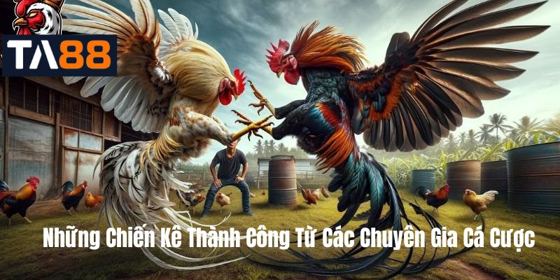 Những Chiến Kê Thành Công Từ Các Chuyên Gia Cá Cược
