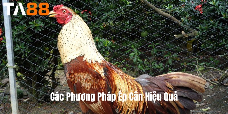 Các Phương Pháp Ép Cân Hiệu Quả