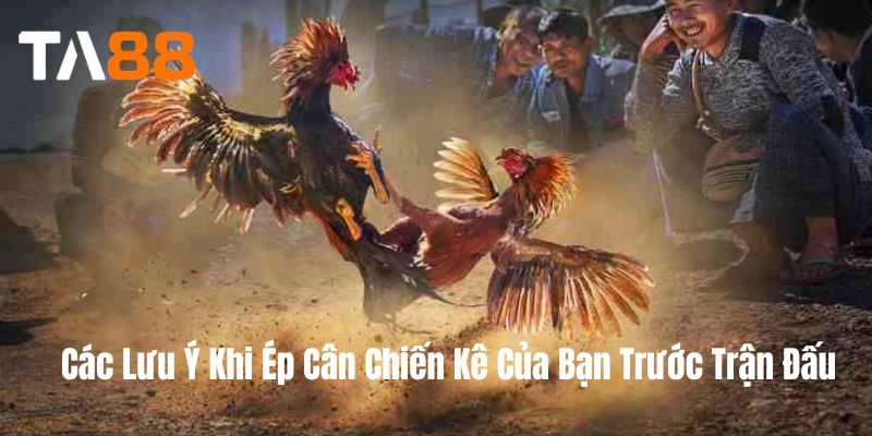 Các Lưu Ý Khi Ép Cân Chiến Kê Của Bạn Trước Trận Đấu