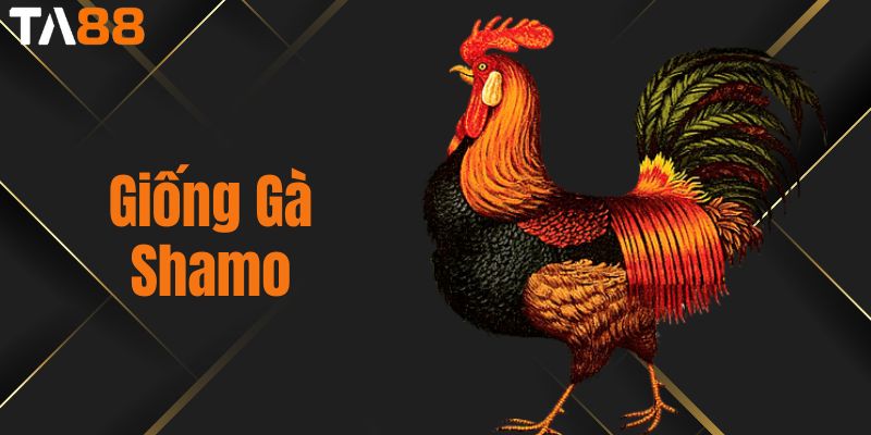 Giống Gà Shamo - Sự Lựa Chọn Hàng Đầu Của Các Kê Thủ